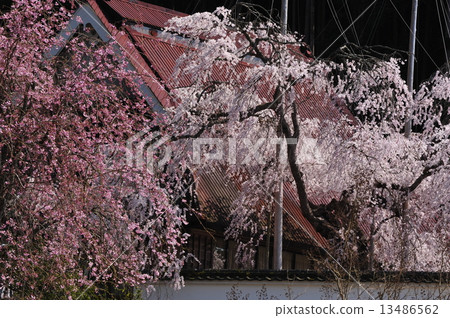 Branched cherry blossoms of Kyoto Fukutokuji 13486562