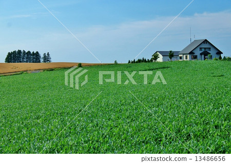 Extensive corn field Extensive corn field 13486656