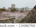 Cherry blossoms at Maizuru castle 13486766