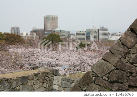 Cherry blossoms at Maizuru castle Cherry blossoms at Maizuru castle 13486766