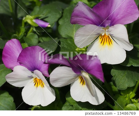Viola Viola 13486769
