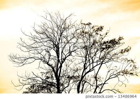 Leafless winter trees against beautiful cloudy sky background 13486964