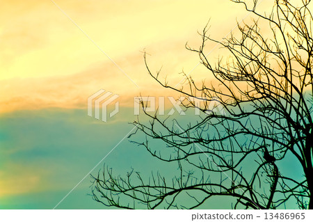 Leafless winter trees against beautiful cloudy sky background wi 13486965