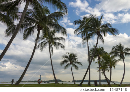 sunny day, palm tree sunny day, palm tree 13487148