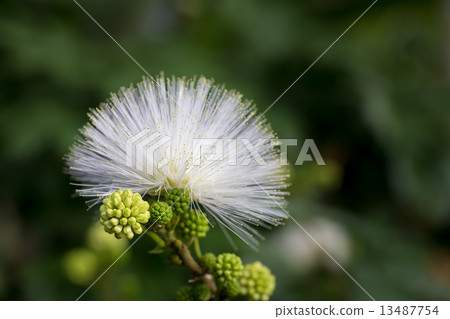 Kari Andora·Haematakekefara Kari Andora·Haematakekefara 13487754