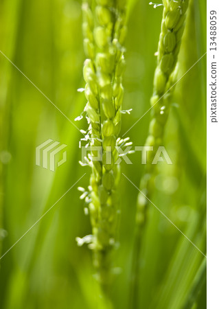 Flowering of rice Flowering of rice 13488059