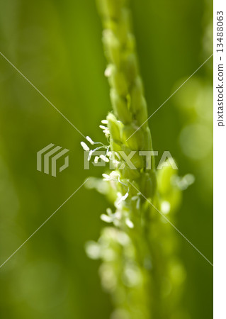 Flowering of rice 13488063
