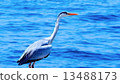 Sea bird 13488173