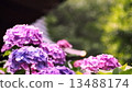 Hydrangea of the temple 13488174