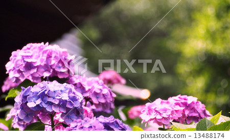 Hydrangea of the temple Hydrangea of the temple 13488174