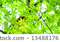 Momiji Blue 13488176