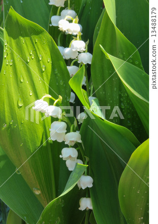 Lily of the valley Lily of the valley 13488179