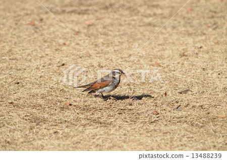 Thrush 13488239