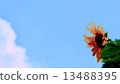 Summer sky and sunflower 13488395