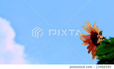 Summer sky and sunflower Summer sky and sunflower 13488395