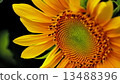 Sunflower up 13488396