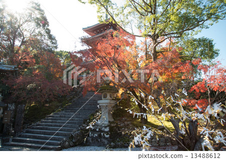 Late autumn Goto mountain bamboo temple Shikoku Shrine Plant 88th place Thirty-first Buddhist temple Late autumn Goto mountain bamboo temple Shikoku Shrine Plant 88th place Thirty-first Buddhist temple 13488612