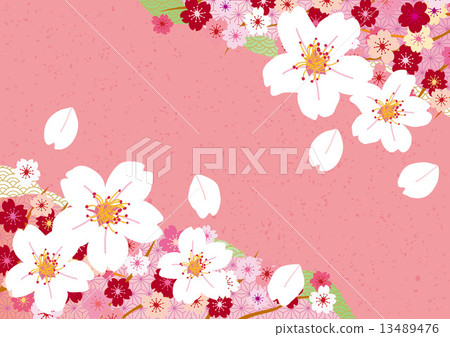 Sakura Cherry_ Pink Peta Sakura Cherry_ Pink Peta 13489476