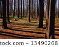 Forest of the oblique ray - sideways 13490268