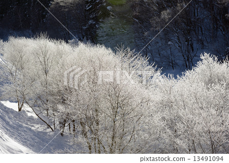 白雪皚皚的冰冰 13491094