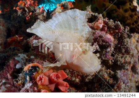 Hadaka Haokoze 13491244