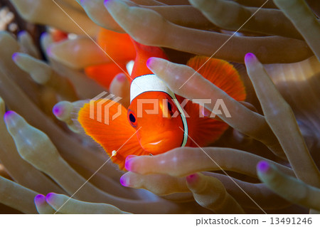 Spine Cheek Anemone Fish Spine Cheek Anemone Fish 13491246