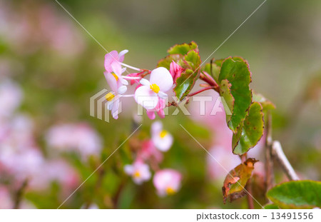 Begonia flower Begonia flower 13491556