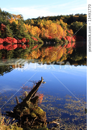 Shirakomakike秋葉 13491770