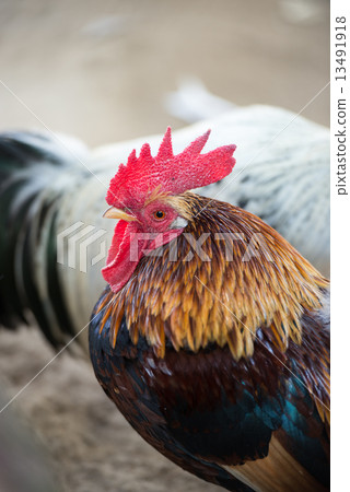 Chicken (Chabo) 13491918