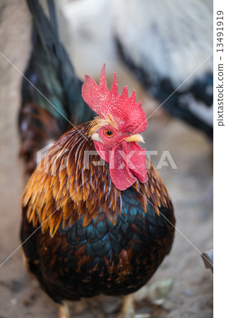 Chicken (Chabo) 13491919