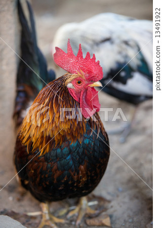 Chicken (Chabo) 13491922