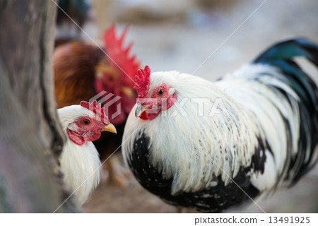 雞（Chabo） 13491925