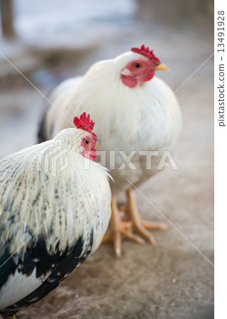 Chicken (Chabo) 13491928