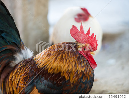 Chicken (Chabo) 13491932