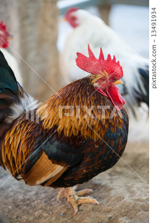 Chicken (Chabo) 13491934