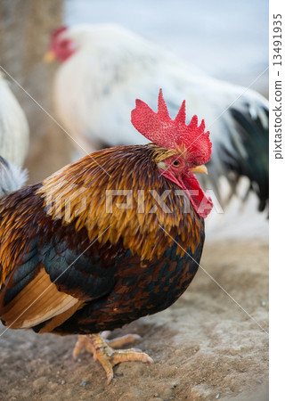 Chicken (Chabo) 13491935