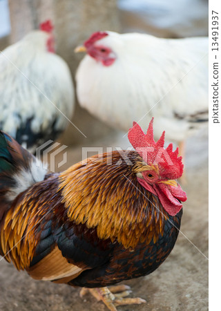 Chicken (Chabo) 13491937