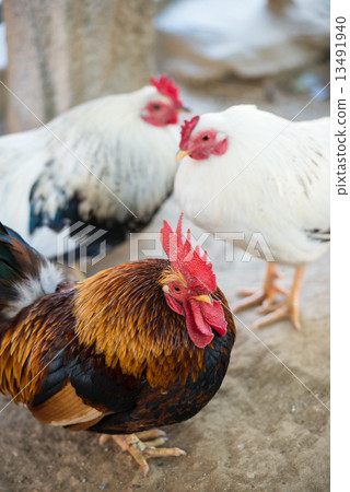 Chicken (Chabo) 13491940