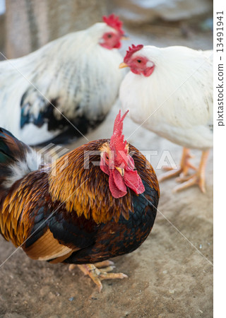 Chicken (Chabo) 13491941