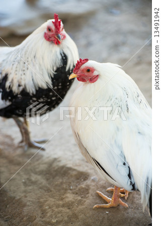 Chicken (Chabo) 13491942
