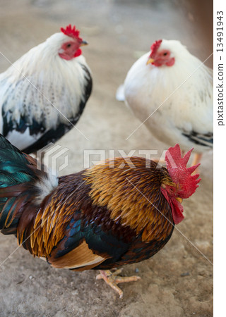 Chicken (Chabo) 13491943