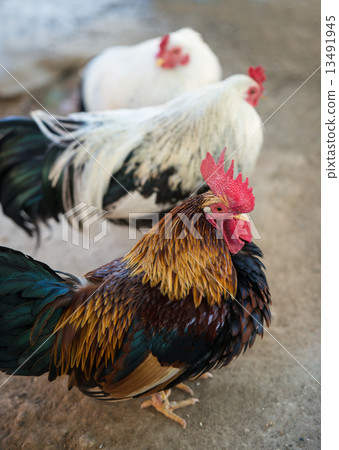 Chicken (Chabo) 13491945