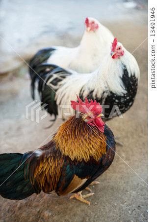 Chicken (Chabo) 13491946