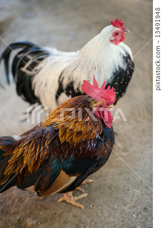 Chicken (Chabo) 13491948