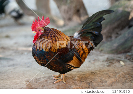 Chicken (Chabo) 13491950