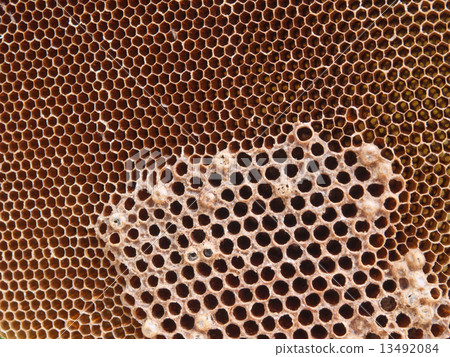 honey comb 13492084
