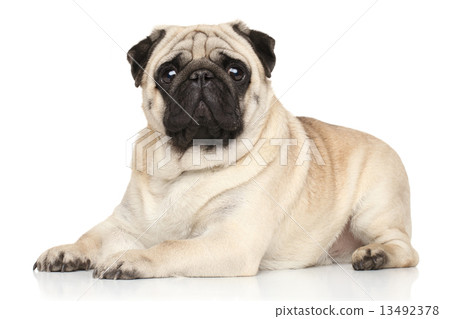 Pug lying on white background Pug lying on white background 13492378