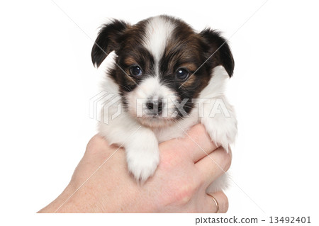Papillon puppy isolated on white Papillon puppy isolated on white 13492401