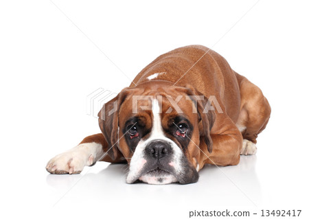 Boxer dog lying on white background 13492417