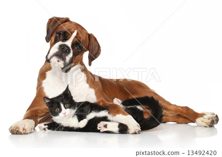 Cat and dog together lying on the floor 13492420